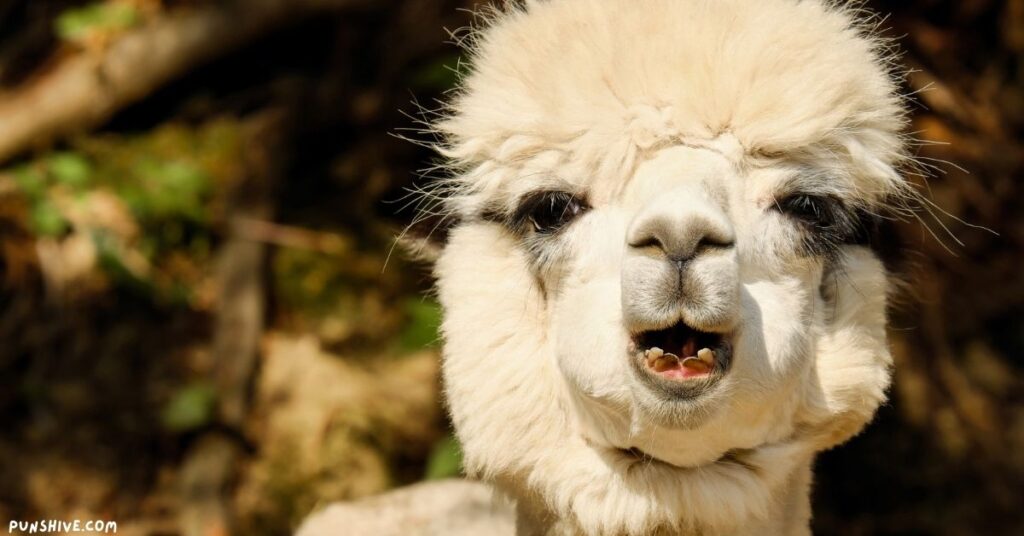 Alpaca Puns for Birthdays