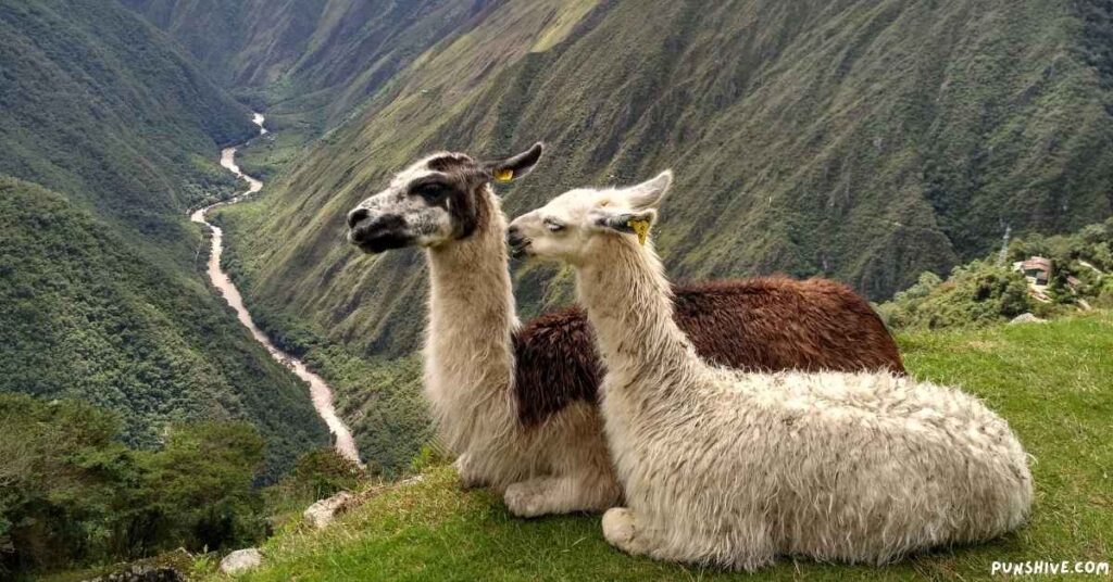 Alpaca Puns One-Liners