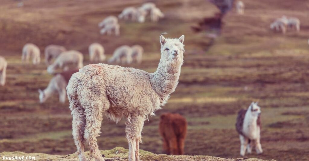 Alpaca Puns Reddit