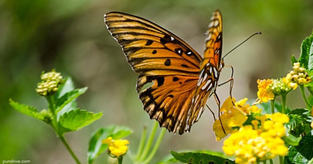 Butterfly Puns One-Liners