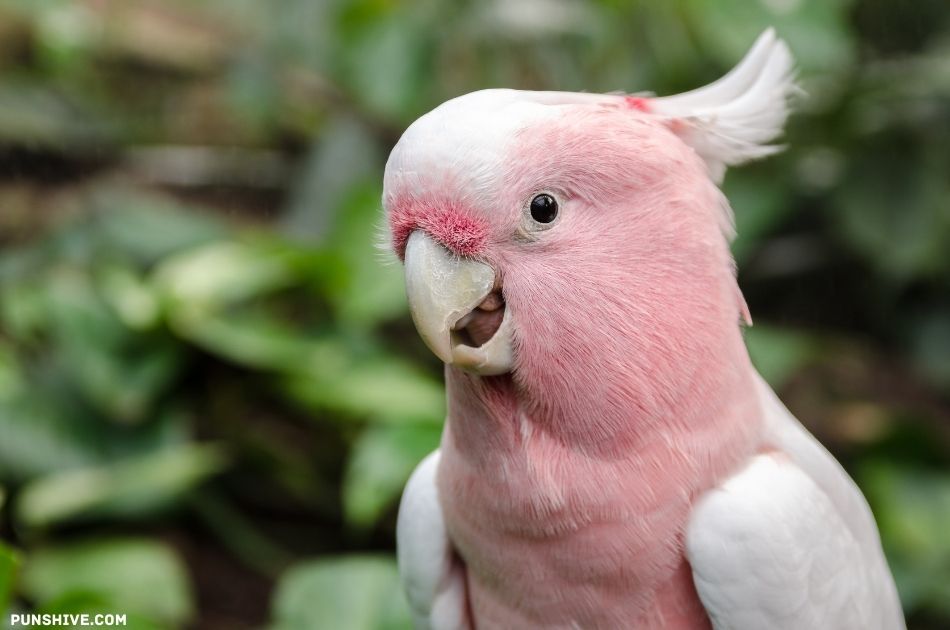 Creating Your Own Bird Puns