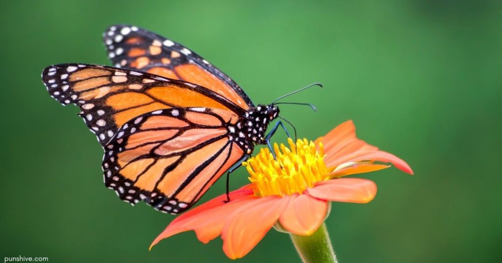 Cute Butterfly Puns