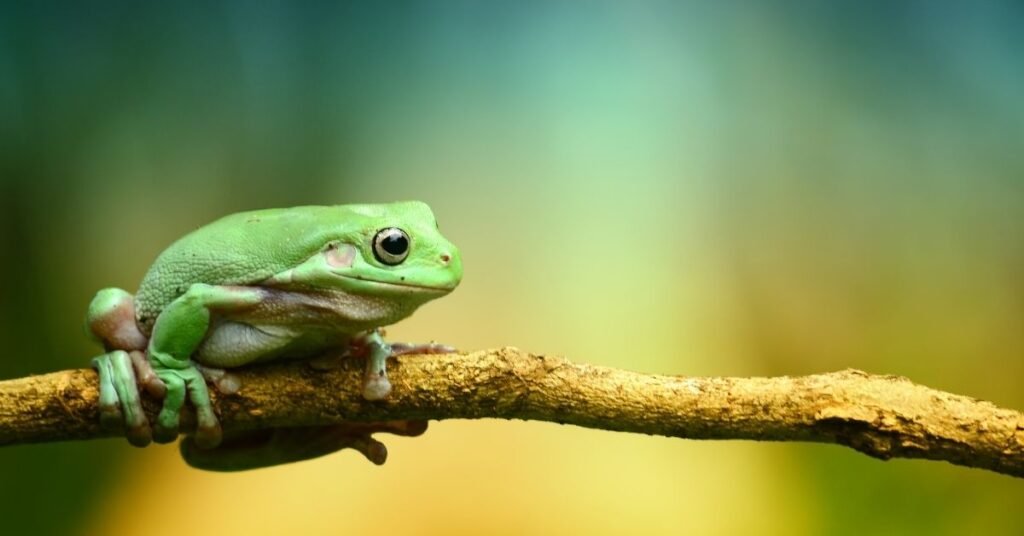 Cute Frog Puns About Love