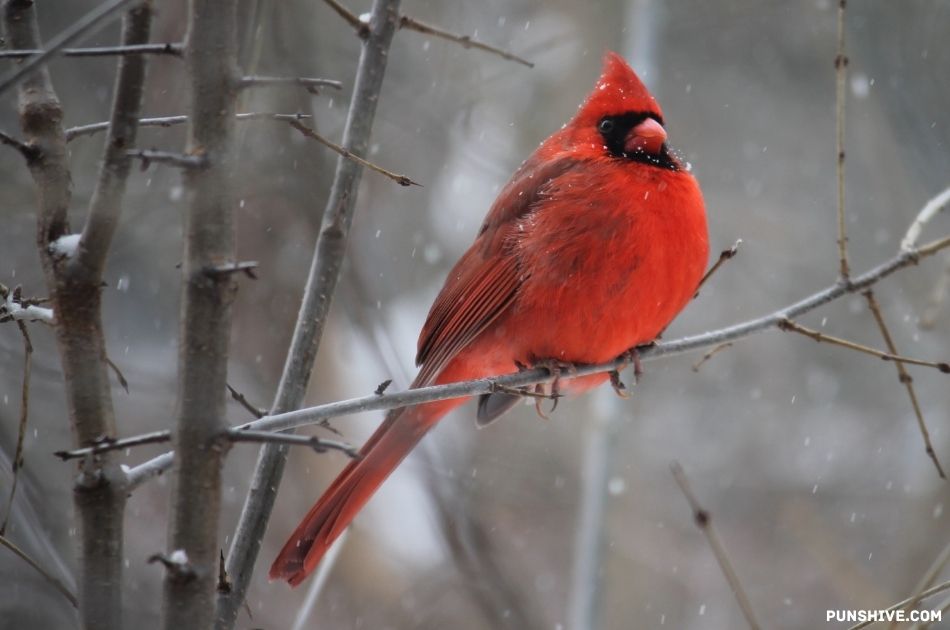 How Bird Puns Enhance Communication