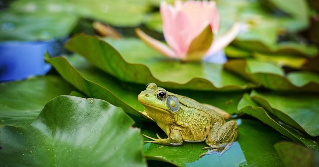 Short Frog Puns