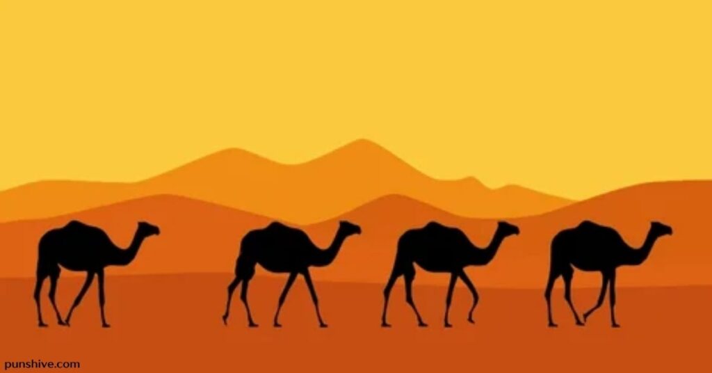 Camel puns for Instagram