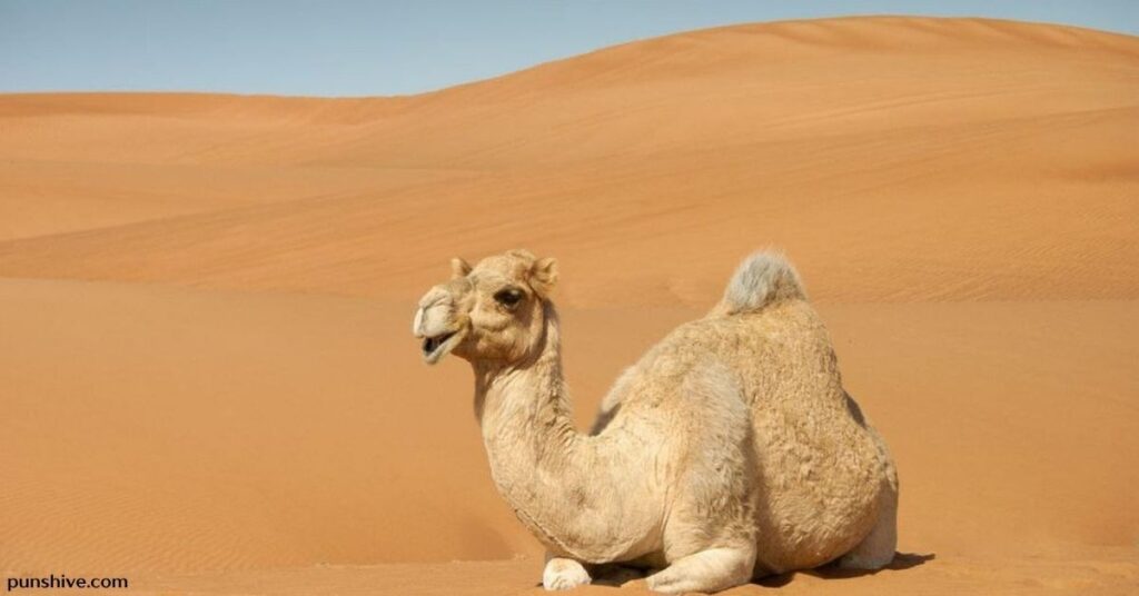 Funny camel puns and jokes