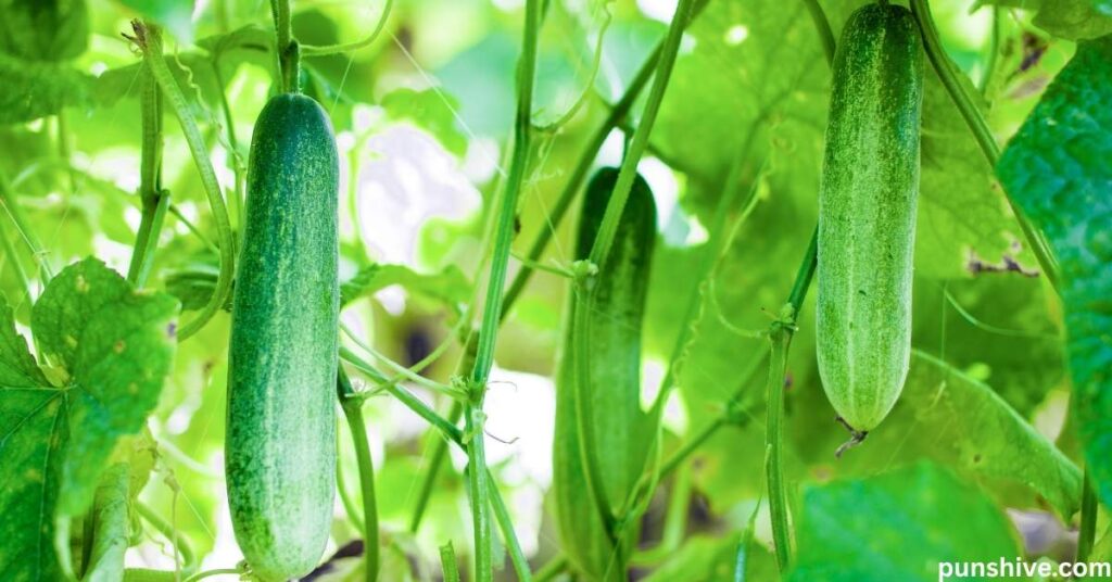 Funny Cucumber Puns and Jokes