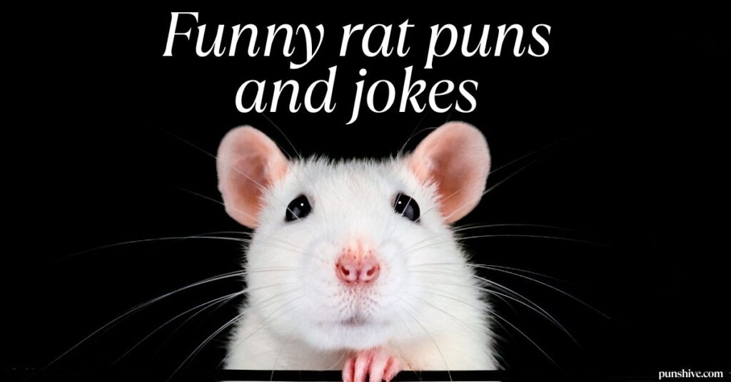 Funny rat puns and jokes