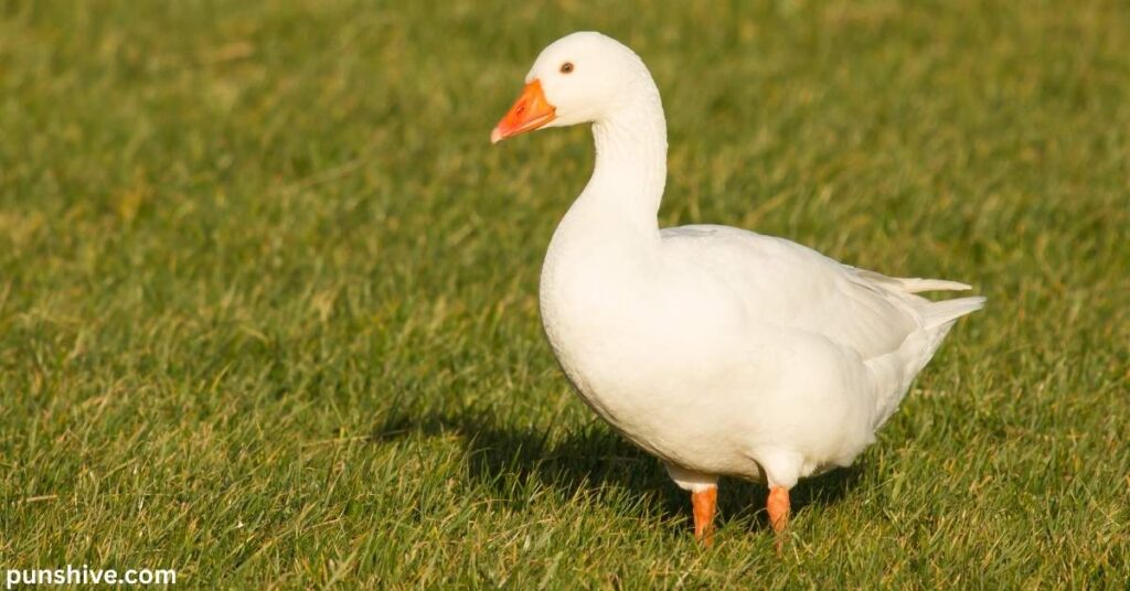 How To Create Your Own Goose Pun