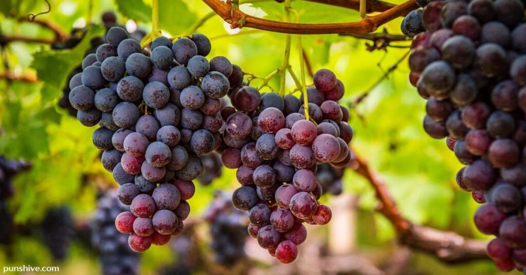 How to Use Grape Puns