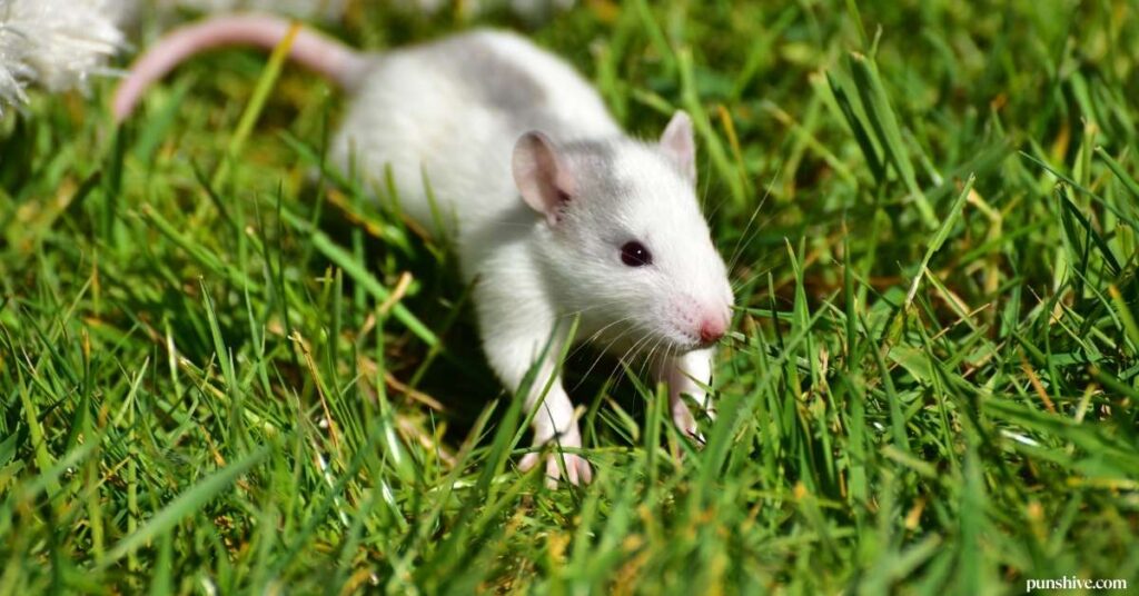 Rat pun one-liners
