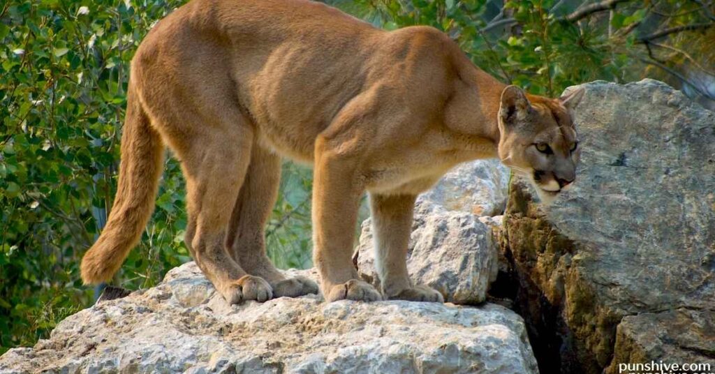 Funny Cougar Puns and Jokes
