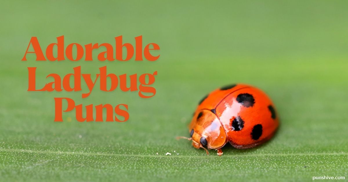 Adorable Ladybug Puns