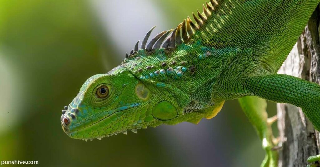 Bad lizard puns
