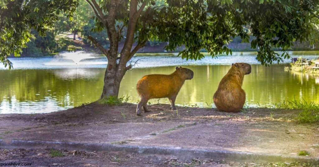 Capybara pun one-liners