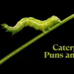 Caterpillar Puns and Jokes