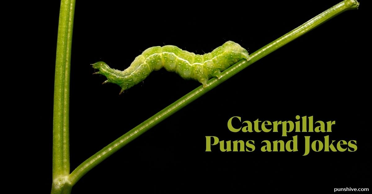 Caterpillar Puns and Jokes