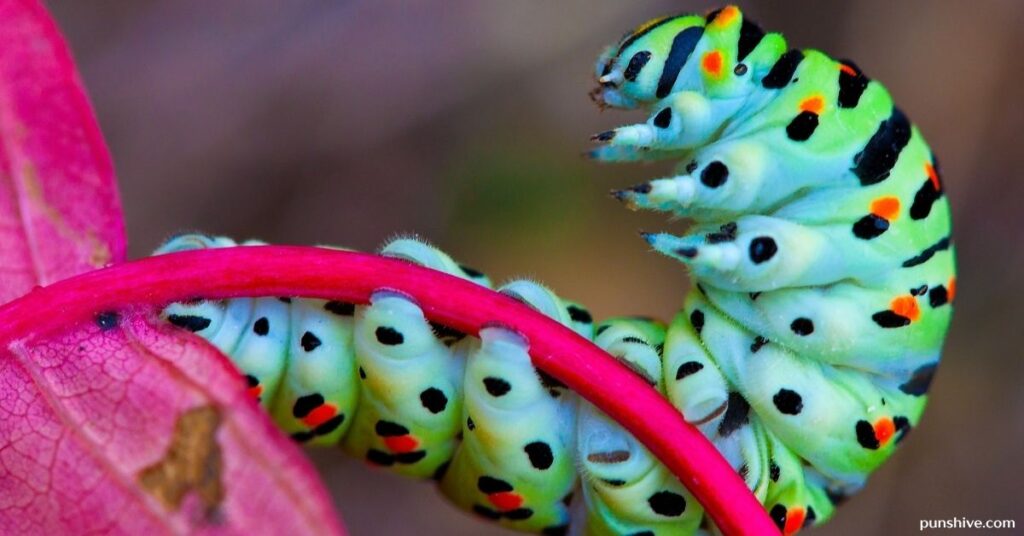Caterpillar Puns One-Liners