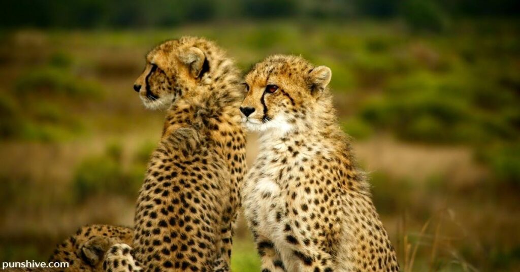 Cheetah puns for Instagram