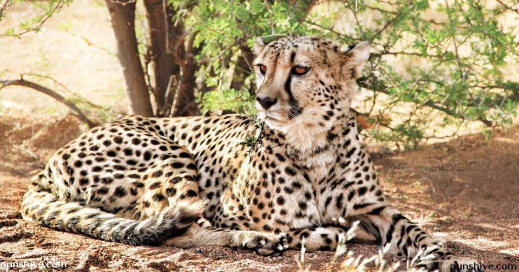Cheetah puns one-liners