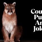 Cougar Puns And Jokes