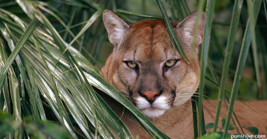 Cougar Puns for Instagram