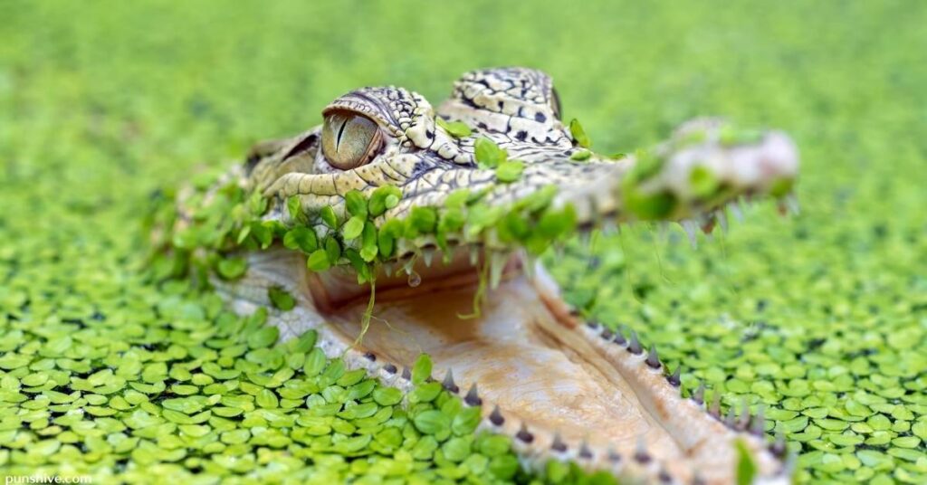 Crocodile Puns Names