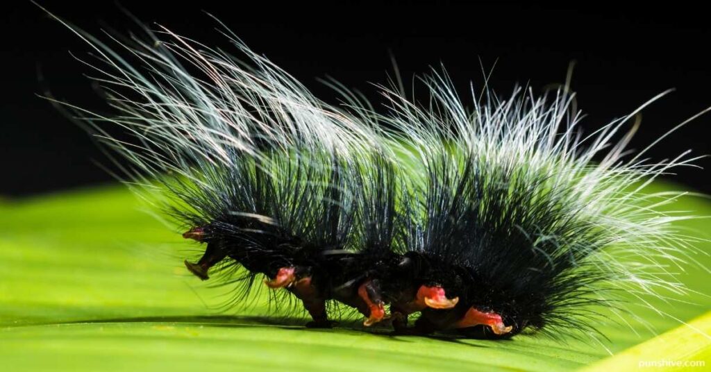 Cute Caterpillar Puns