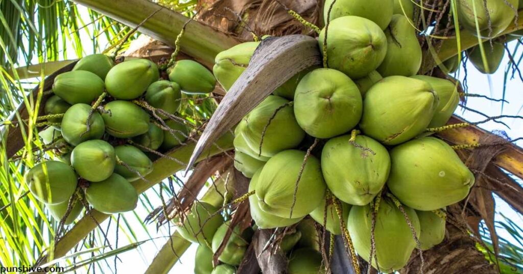Cute coconut puns