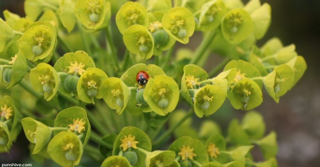 Cute Ladybug Puns