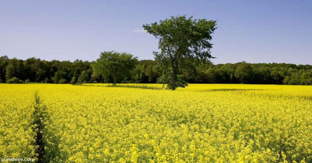 Dijon Mustard Puns