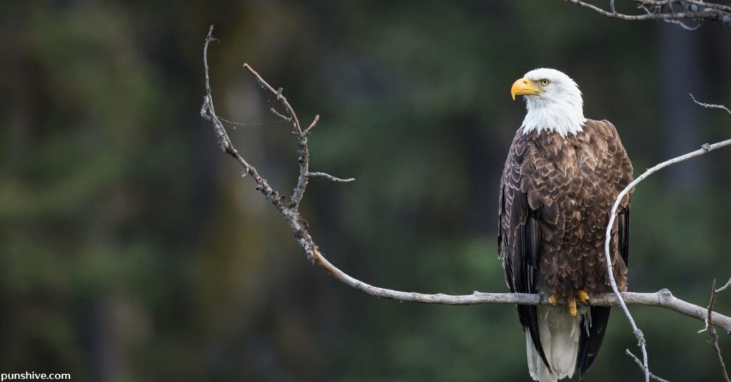 Eagle Wordplay