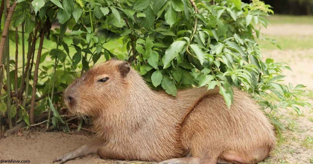 Funny capybara puns and jokes