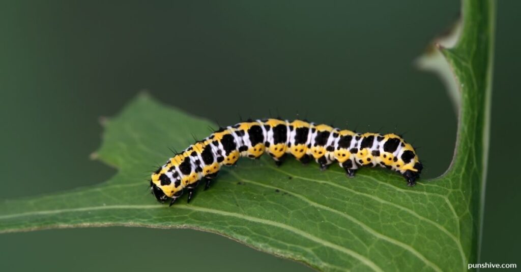 Funny Caterpillar Puns and Jokes