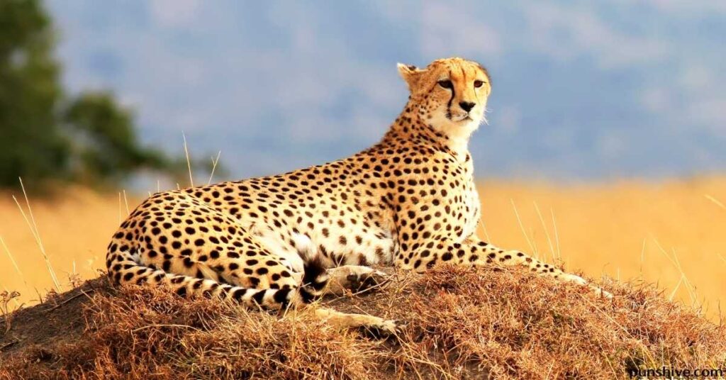 Funny cheetah puns and jokes