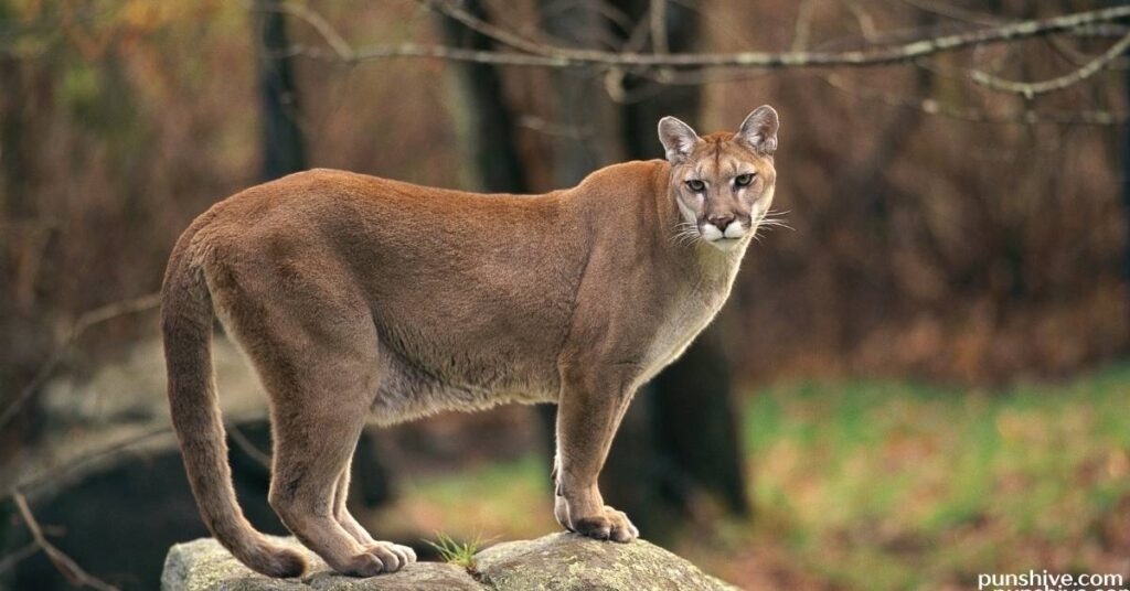Funny Cougar Puns and Jokes
