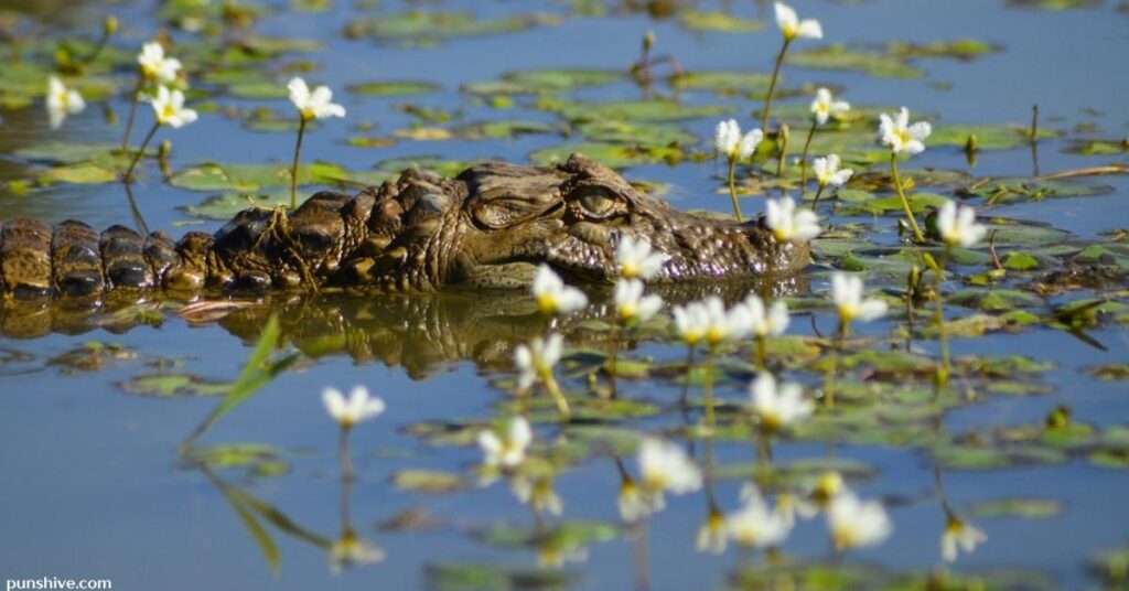 Funny Crocodile Puns and Jokes