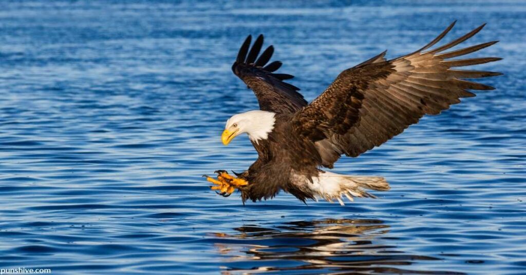 Funny Eagle Puns and Jokes