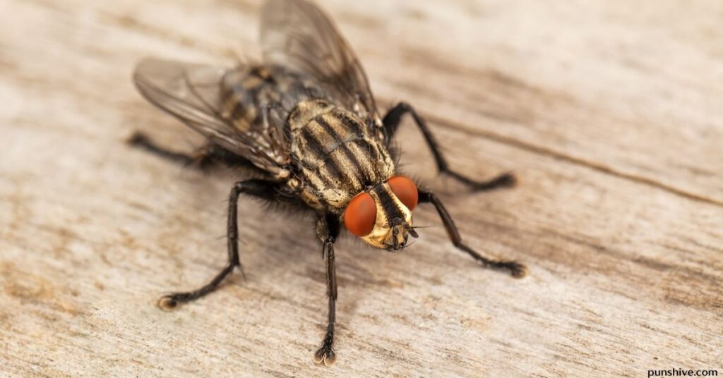 Funny fly puns and jokes