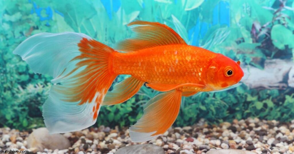 funny-goldfish-puns-and-jokes