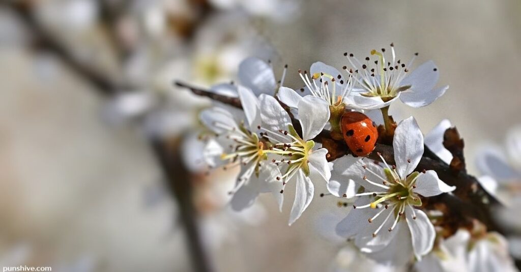 Funny Ladybug Puns and Jokes
