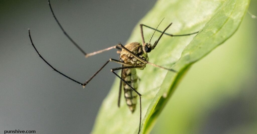 Funny mosquito puns and jokes