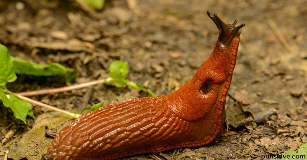 Funny slug puns and jokes