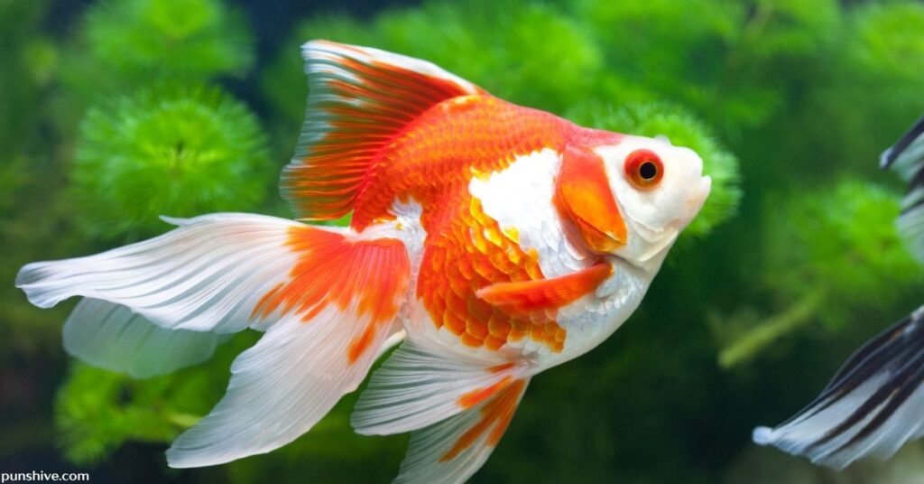 Goldfish puns for Valentine’s day