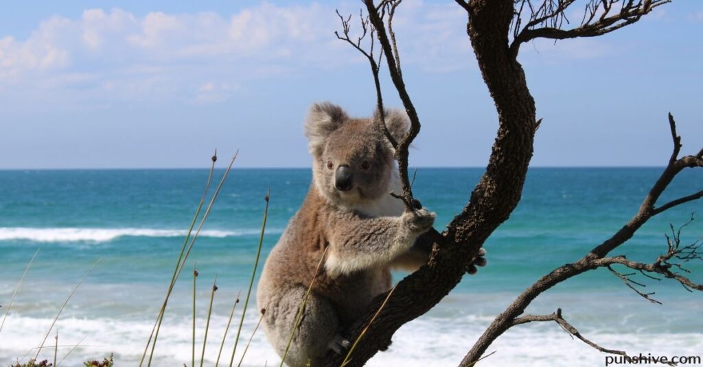 Good Koala Puns