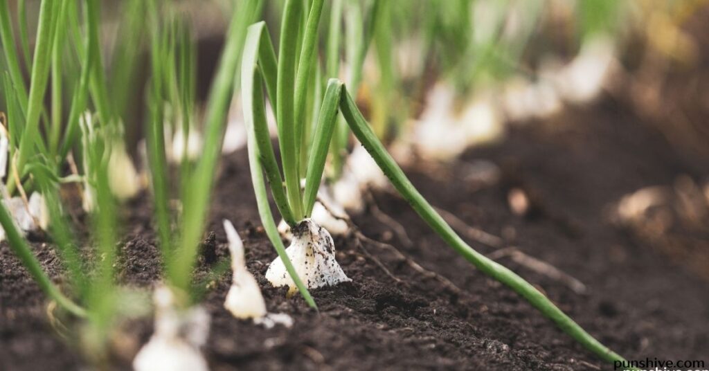 Green Onion Puns