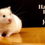 Hamster Puns and Jokes