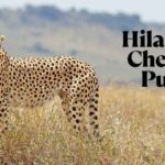 Hilarious Cheetah Puns