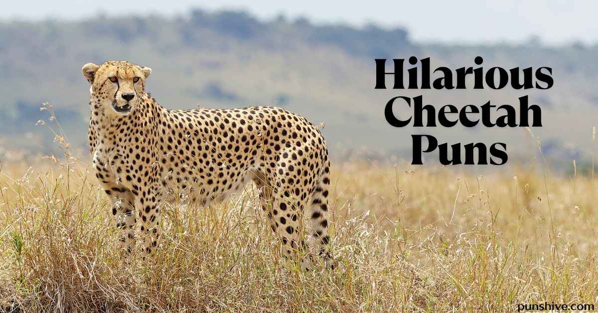 Hilarious Cheetah Puns